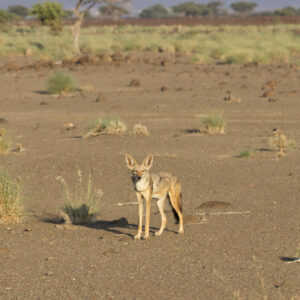 Tales of the Djibouti By Camille Massida